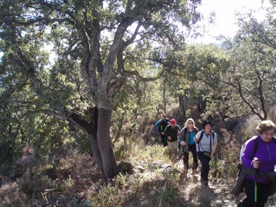 Alcornocal de Sestrica